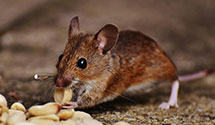 24 Hour & Emergency Exterminators in Avenel, NJ